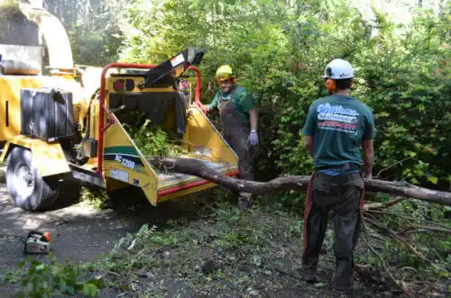 tree services Pacifica